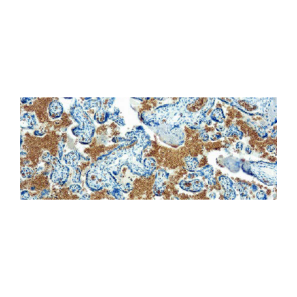 Glycophorin A Glycophorin A