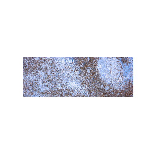 CD3, Célula T CD3, Célula T
