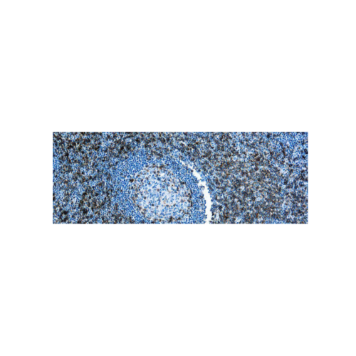 CD43, Célula T CD43, Célula T