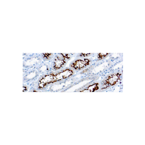 Ezrinp81Cytovillin Ezrinp81Cytovillin