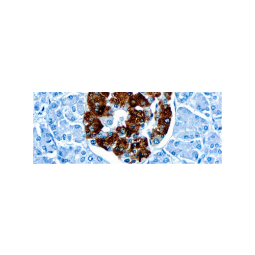 Insulin (K36aC10)