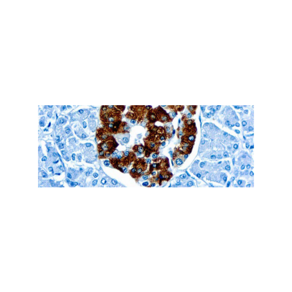 Insulin (K36aC10) Insulin (K36aC10)
