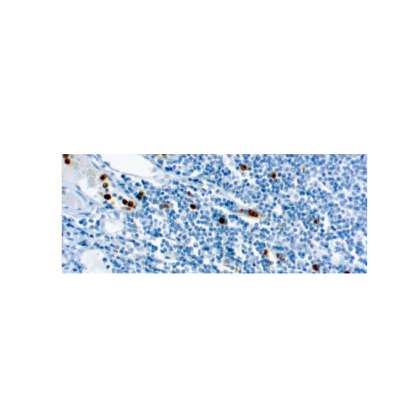 Myeloperoxidase (59A5)
