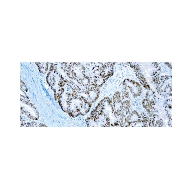 Anticuerpo monoclonal de ratón PMS2